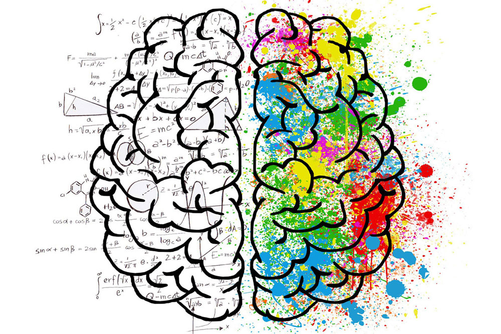 top view of human brain showing left and right hemispheres